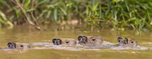 Brazil Prints: South America. Brazil. Capybaras (Hydrochoerus hydrochaeris) are rodents commonly
