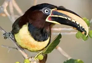 Joanne Williams Prints: South America, Brazil. Chestnut-eared aracari in the Pantanal wetlands. Credit as