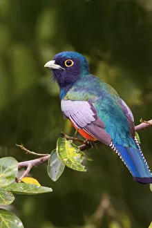 South America, Brazil. Close-up of the blue-crowned trogon in the Pantanal freshwater wetland