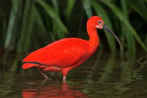 Wading Prints: South America, Brazil. Close-up of scarlet ibis wading