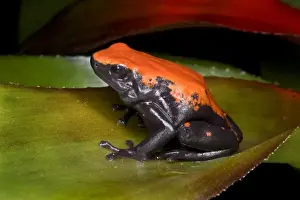 South America, Brazil. Close-up of a variety of poison dart frog on leaf