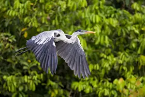 Ralph H Bendjebar Prints: South America. Brazil. A cocoi heron (Ardea purpurea) in the Pantanal, the world s