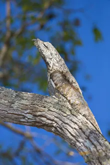 Brazil Prints: South America. Brazil. Common Potoo (Nyctibius griseus) is well camoflaged while