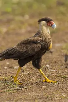 Raptor Prints: South America. Brazil. Crested Caracara (Caracara plancus) is a raptor related to falcons