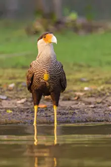 Brazil Prints: South America. Brazil. Crested Caracara (Caracara plancus) is a raptor related to falcons