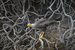 Mato Grosso Do Sul Prints: South America. Brazil. Crested Caracara (Caracara plancus) is a raptor related to falcons