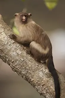 Images Dated 25th August 2012: South America, Brazil, Cuiaba, Black-Tailed Marmoset (Mico melanurus) sitting