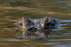 Wetlands Prints: South America, Brazil, Cuiaba River, Pantanal Wetlands, Head of a Yacare Caiman