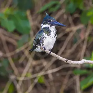 Brazil Prints: South America. Brazil. A female Amazon kingfisher (Chloroceryle amazona) commonly