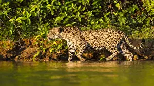 Brazil Prints: South America. Brazil. A female jaguar (Panthera onca), an apex predator hunting