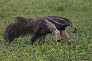 Images Dated 24th September 2014: South America. Brazil. A giant anteater (Myrmecophagia tridactyla) in the Pantanal