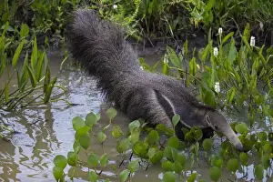 Brazil Prints: South America. Brazil. A giant anteater (Myrmecophagia tridactyla) in the Pantanal