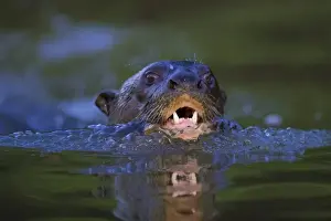 South America. Brazil. Giant river otter (Pteronura brasiliensis) is found in slow-moving