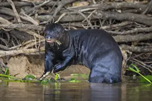 Brazil Prints: South America. Brazil. Giant river otter (Pteronura brasiliensis) is found in slow-moving