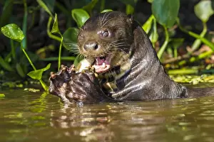 Brazil Prints: South America. Brazil. Giant river otter (Pteronura brasiliensis) is found in slow-moving