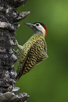 Brazil Prints: South America. Brazil. A green-barred woodpecker (Colaptes melanochloros) in the Pantanal