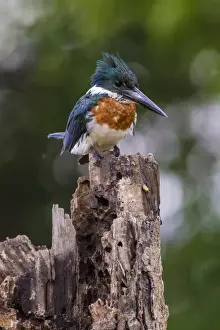 Ralph H Bendjebar Prints: South America. Brazil. A Green kingfisher (Cloroceryle americana) commonly found in the Pantanal