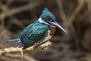 Images Dated 26th September 2012: South America. Brazil. A Green kingfisher (Cloroceryle americana) commonly found in the Pantanal