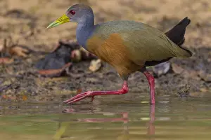 Brazil Prints: South America. Brazil. Grey-necked wood rail (Aramides cajaneus) is a bird commonly