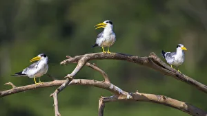 Images Dated 26th September 2014: South America. Brazil. A group of large-billed terns (Phaetusa simplex) perches