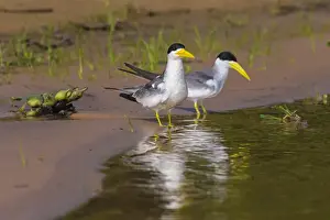 Brazil Prints: South America. Brazil. A group of large-billed terns (Phaetusa simplex) wades along