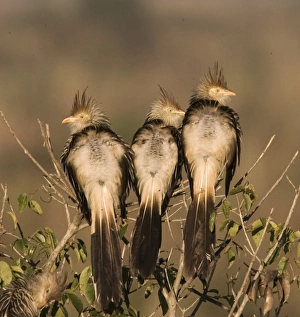 Joanne Williams Prints: South America, Brazil. Three guira cukoos on a limb. Credit as: Joanne Williams /