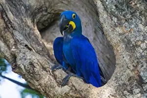 Images Dated 30th September 2014: South America. Brazil. Hyacynth macaw (Anodorhynchus hyacinthinus)
