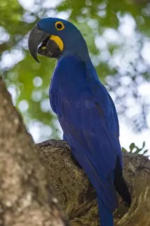 Macaw Prints: South America. Brazil. Hyacynth macaw (Anodorhynchus hyacinthinus)