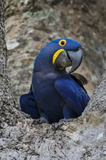 Brazil Prints: South America. Brazil. Hyacynth macaw (Anodorhynchus hyacinthinus)