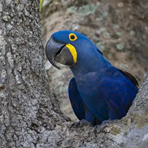 Brazil Prints: South America. Brazil. Hyacynth macaw (Anodorhynchus hyacinthinus)