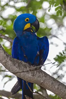 Brazil Prints: South America. Brazil. Hyacynth macaw (Anodorhynchus hyacinthinus)