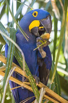 Images Dated 30th September 2014: South America. Brazil. Hyacynth macaw (Anodorhynchus hyacinthinus)
