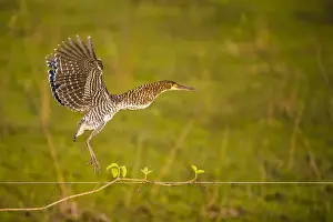 Ralph H Bendjebar Prints: South America. Brazil. An immature rufescent tiger heron (Tigrisoma lineatum) flies