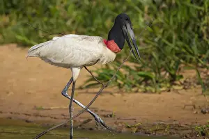 Brazil Prints: South America. Brazil. A jabiru (Jabiru mycteria) wades along the banks of a river in the Pantanal