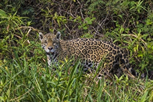 South America. Brazil. A jaguar (Panthera onca), an apex predator, walks along