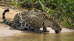 Images Dated 27th September 2014: South America. Brazil. A jaguar (Panthera onca), an apex predator, drinks along