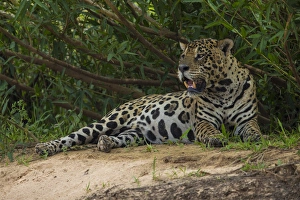 Images Dated 27th September 2014: South America. Brazil. A jaguar (Panthera onca), an apex predator, rests along