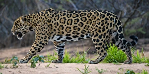 Brazil Prints: South America. Brazil. A jaguar (Panthera onca), an apex predator, walks along