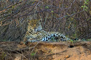 Images Dated 28th September 2014: South America. Brazil. A jaguar (Panthera onca), an apex predator, rests along
