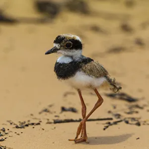 Mato Grosso Do Sul Prints: South America. Brazil. A juvenile pied lapwing (Vanellus cayanus) along the banks