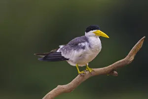 Images Dated 22nd September 2012: South America. Brazil. A Large-billed tern (Phaetusa simplex) is commonly found in the Pantanal