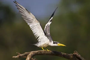 Brazil Prints: South America. Brazil. A large-billed tern (Phaetusa simplex) perches along the banks