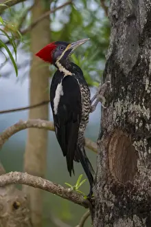 Ralph H Bendjebar Prints: South America. Brazil. Lineated woodpecker (Dryocopus lineatus) in the Pantanal