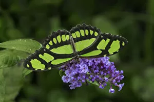 Places Collection: South America, Brazil. Malachite butterfly feeding on flowers