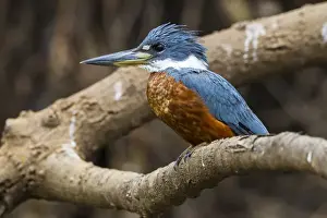 South America. Brazil. A male Amazon kingfisher (Chloroceryle amazona) commonly found