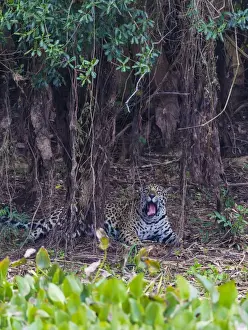 Brazil Prints: South America. Brazil. A male jaguar (Panthera onca), an apex predator hunting along