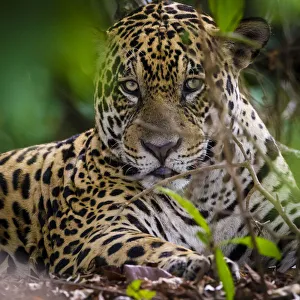 Images Dated 25th September 2012: South America. Brazil. A male jaguar (Panthera onca), an apex predator resting along