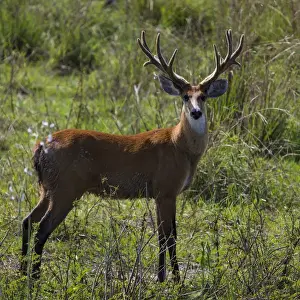 Brazil Prints: South America. Brazil. A male marsh deer (Blastocerus dichotomus) has not yet shed