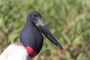 Images Dated 1st September 2015: South America, Brazil, Mato Grosso, The Pantanal, jabiru, (Jabiru mycteria)