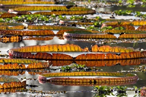 Images Dated 1st September 2015: South America, Brazil, Mato Grosso, The Pantanal, Porto Jofre, giant lily pads